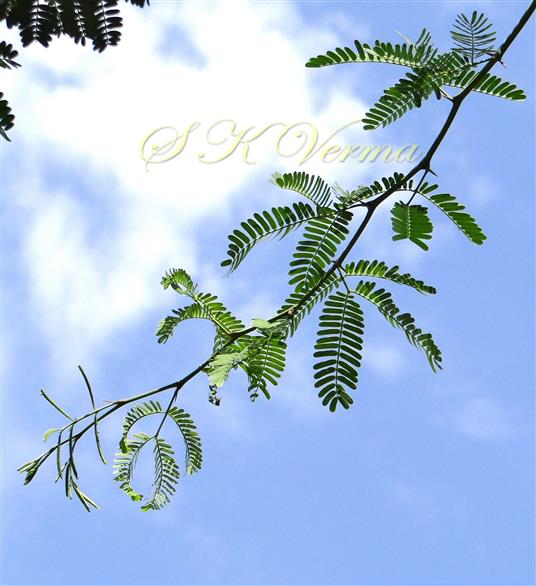  Leafy branch-Leaves with 2 pairs of pinnae and stipular spines